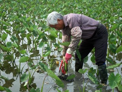 蔬菜產銷第五班