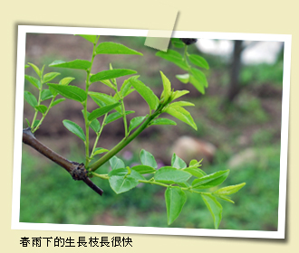 春雨下的生長枝長很快