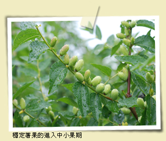 穩定著果的進入中小果期