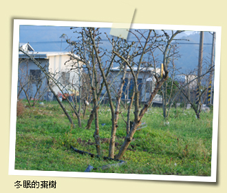 冬眠的棗樹