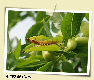 小白紋毒蛾幼蟲