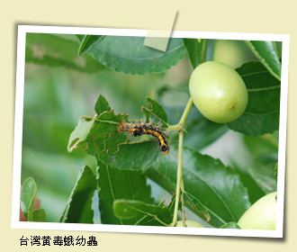台灣黃毒蛾幼蟲