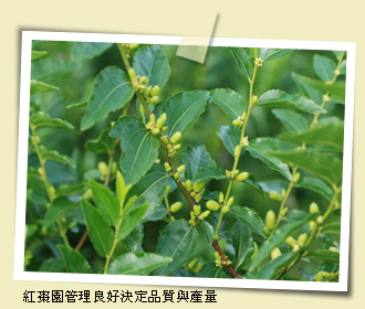 紅棗園管理良好決定品質與產量