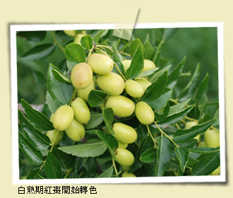 白熟期紅棗開始轉色