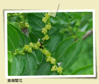 棗樹開花