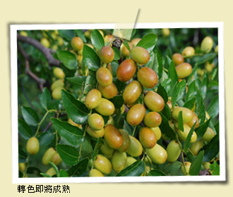 轉色即將成熟