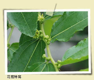 花苞特寫